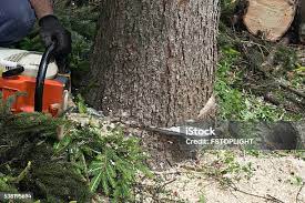 Best Tree Trimming and Pruning  in Homedale, ID