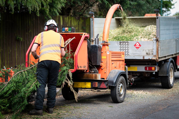 Reliable Homedale, ID Tree Services Solutions