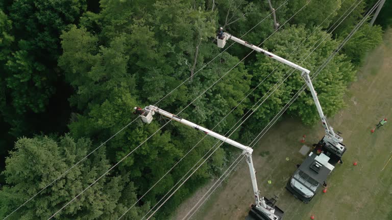 Best Storm Damage Tree Cleanup  in Homedale, ID