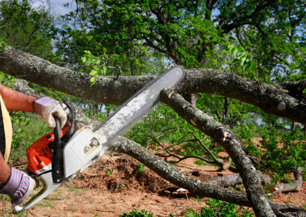 Best Tree Risk Assessment  in Homedale, ID