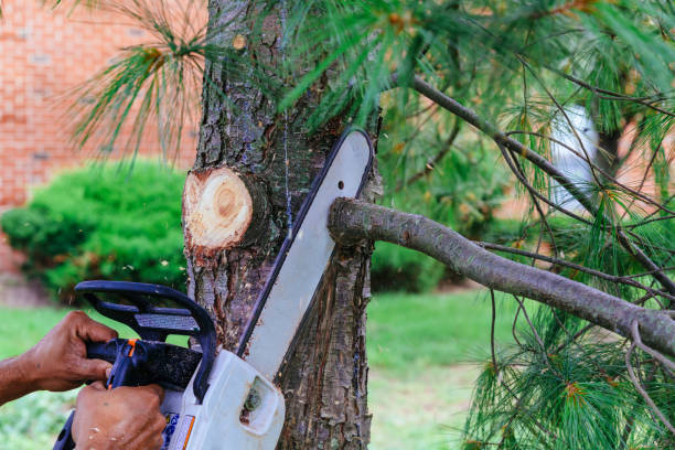 Best Pest Control for Lawns  in Homedale, ID